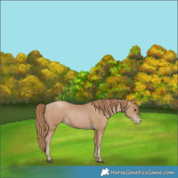 Horse Color:Black Pearl 