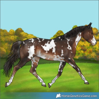 Horse Color:White Spotted Liver Chestnut 