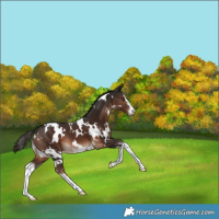 Horse Color:White Spotted Liver Chestnut 