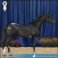 Horse Color:Brown Tobiano 