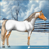 Horse Color:Gray Palomino Near Fewspot 