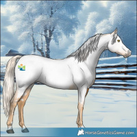 Horse Color:Gray Palomino Appaloosa 