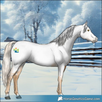 Horse Color:Gray Palomino Near Fewspot 