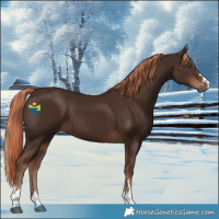Horse Color:Liver Chestnut 