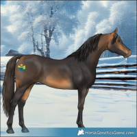 Horse Color:Buckskin 