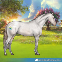 Horse Color:Bay Dun Varnish 