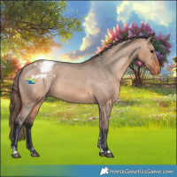 Horse Color:Bay Dun Appaloosa 
