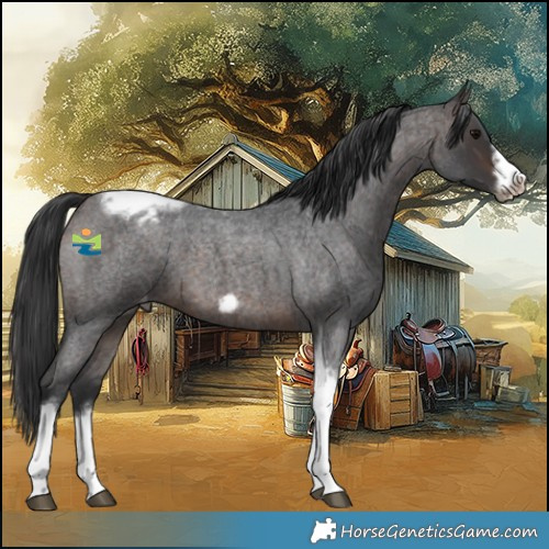 Horse Color:Brown Roan Tobiano Frame Appaloosa 