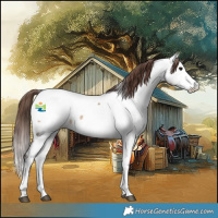 Horse Color:Bay Dun Splash Appaloosa 