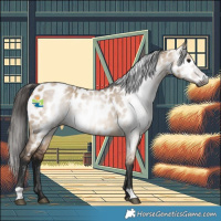Horse Color:Gray Bay Dun Appaloosa 