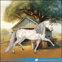 Horse Color:Palomino Dun Leopard 