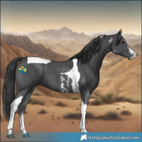 Horse Color:Black Sabino Tobiano 