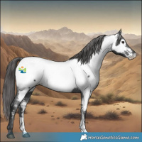 Horse Color:Black Sabino Appaloosa 