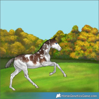 Horse Color:White Spotted Liver Chestnut Splash 