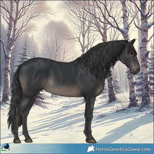 Horse Color:Black 
