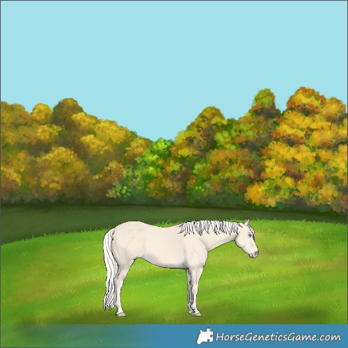 Horse Color:Cremello 