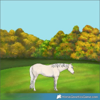 Horse Color:Cremello