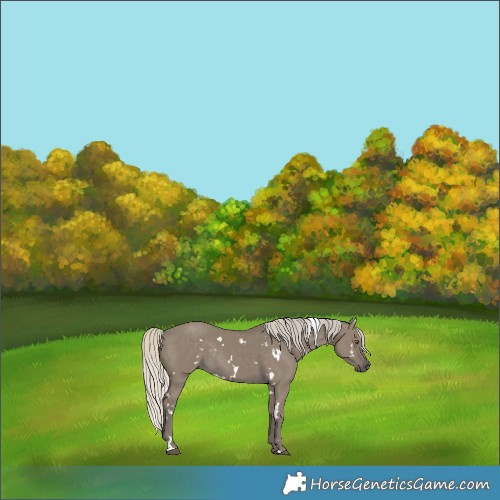 Horse Color:White Spotted Silver Smoky Grullo Rabicano 