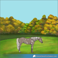 Horse Color:White Spotted Silver Smoky Grullo Rabicano