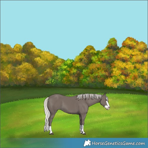 Horse Color:Silver Smoky Black Splash 