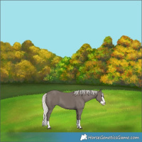 Horse Color:Silver Smoky Black Splash
