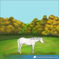 Horse Color:Cremello Dun Appaloosa 