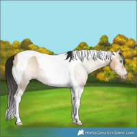 Horse Color:Gray Amber Champagne Dun Tobiano 
