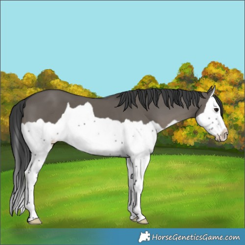 Horse Color:Grullo Splash 