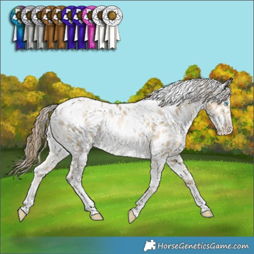 Horse Color:White Spotted Buckskin Pearl Appaloosa Rabicano 