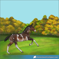 Horse Color:White Spotted Liver Chestnut 
