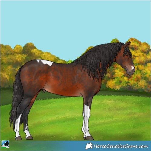 Horse Color:Brown Tobiano 