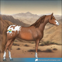 Horse Color:Chestnut Appaloosa