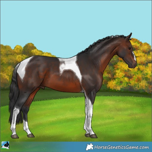 Horse Color:Brown Tobiano 