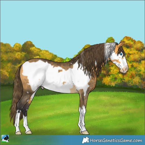 Horse Color:Buckskin Frame Appaloosa Rabicano 
