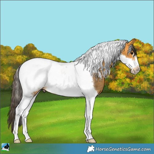 Horse Color:Buckskin Tobiano Frame Rabicano 