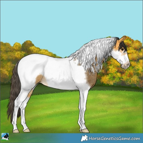 Horse Color:Buckskin Tobiano Frame Rabicano 