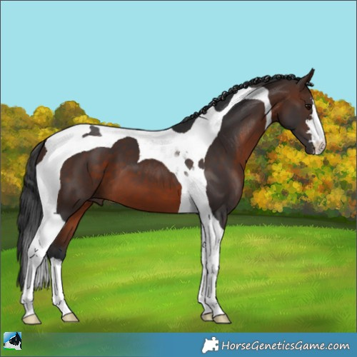 Horse Color:Brown Tobiano 