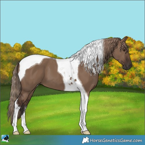 Horse Color:Liver Red Dun Tobiano 