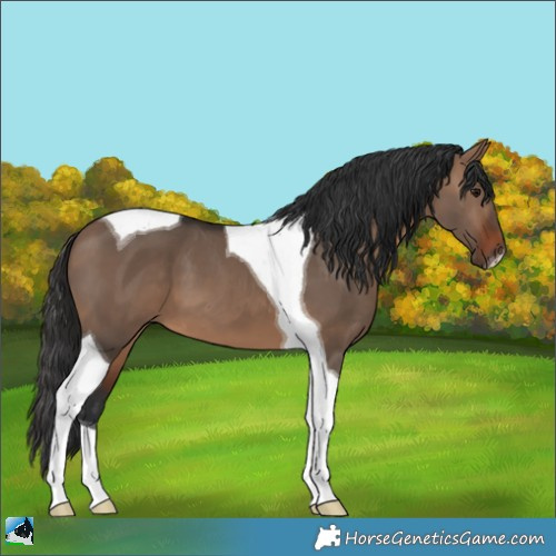 Horse Color:Brown Dun Tobiano 