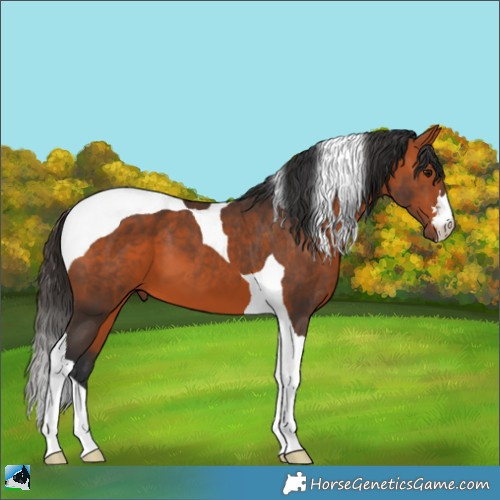 Horse Color:Bay Tobiano 