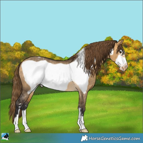 Horse Color:Buckskin Dun Frame Appaloosa Rabicano 