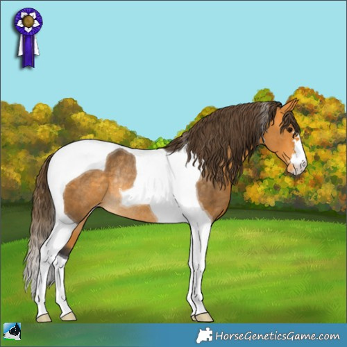 Horse Color:Buckskin Tobiano Appaloosa Rabicano 