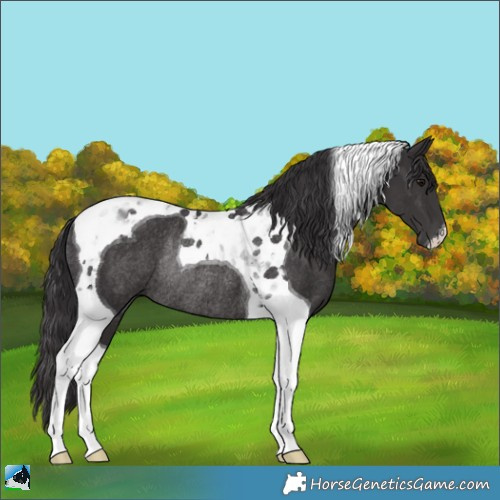 Horse Color:Smoky Black Tobiano Rabicano 