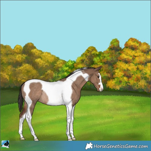 Horse Color:Liver Red Dun Tobiano Rabicano 