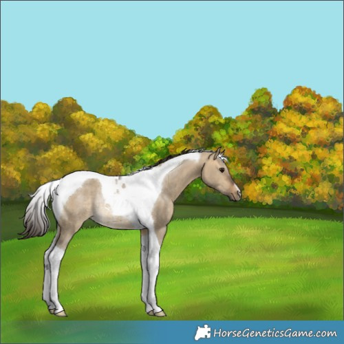 Horse Color:Buckskin Dun Tobiano Rabicano 