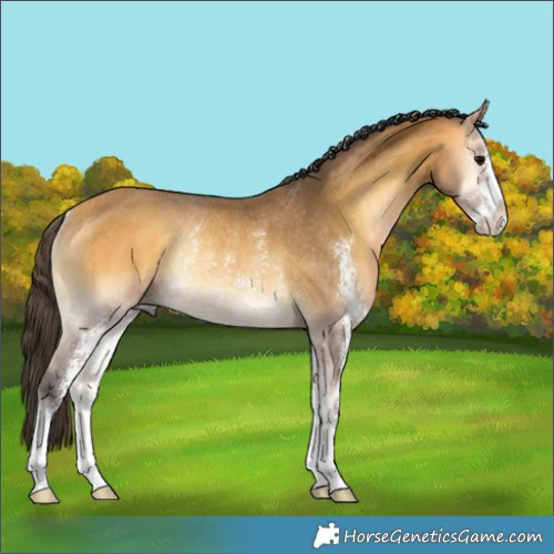 Horse Color:Buckskin Onyx Sabino Rabicano 