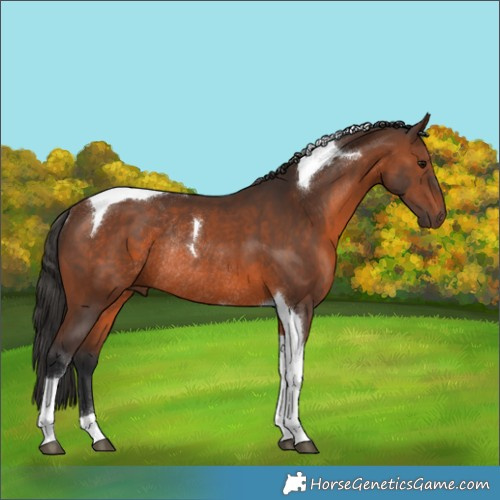 Horse Color:Brown Tobiano Rabicano 