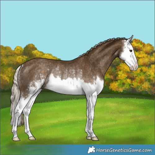 Horse Color:Chocolate Palomino Sabino Splash Rabicano 