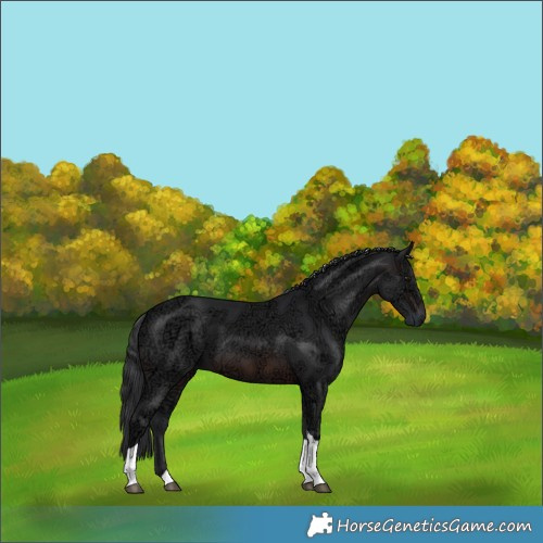 Horse Color:Brown Ice Tobiano 