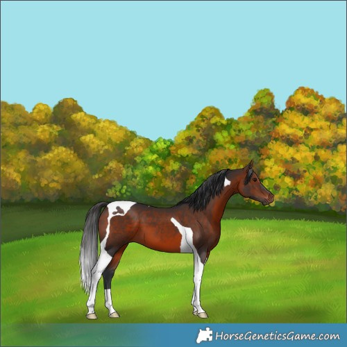 Horse Color:Brown Tobiano 